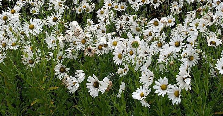 Leucanthemella serotina